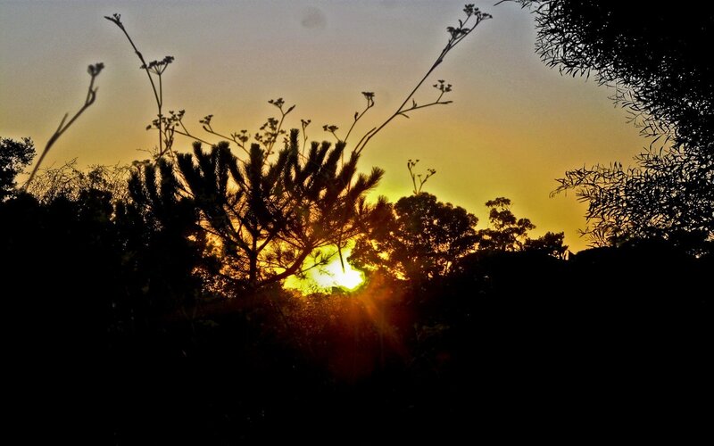 Sun Setting Behind Trees — Yellow, Dramatic, Sunset, Photograph, Sky