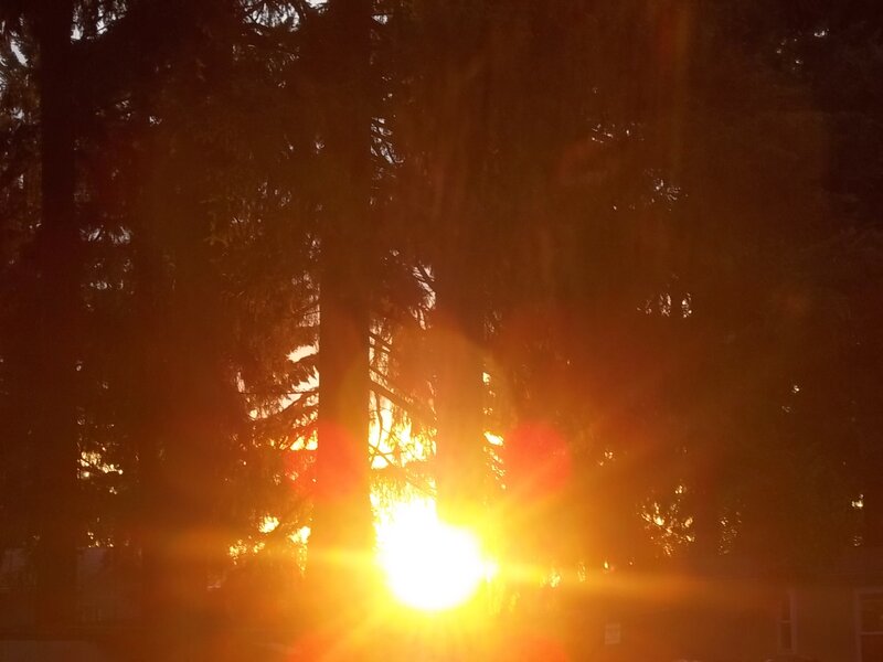 Sun Setting Behind Trees — Yellow, Dramatic, Sunset, Photograph