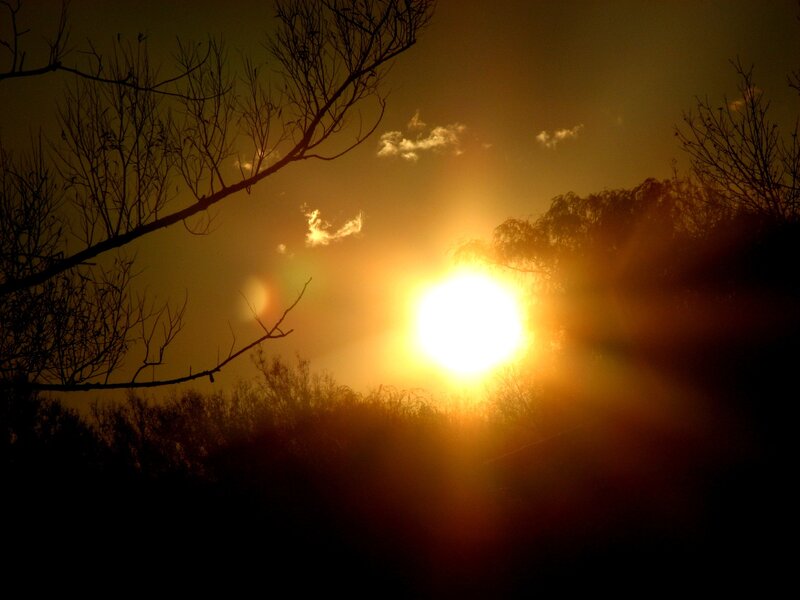 Sun Setting Behind Trees — Yellow, Dramatic, Sunset