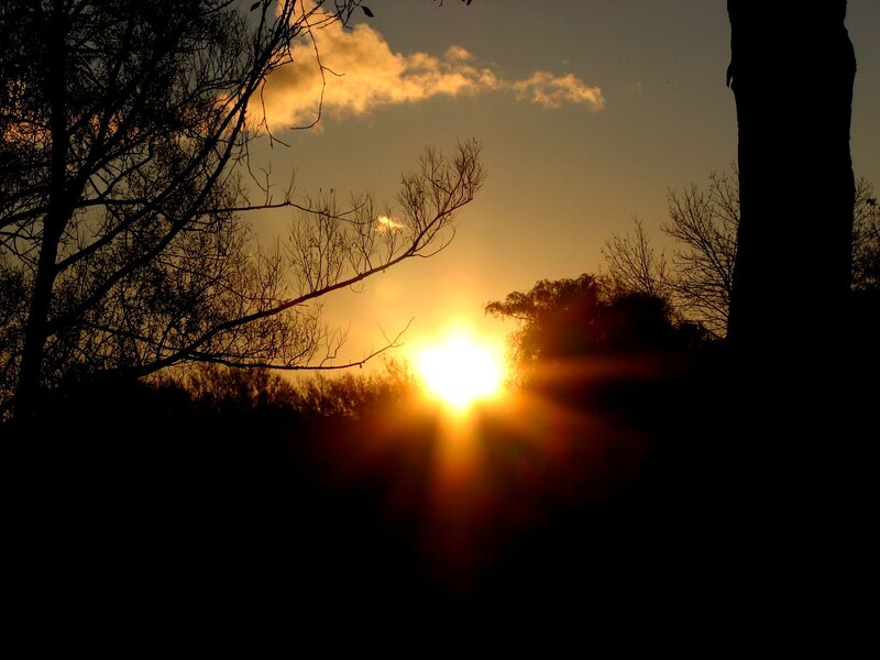 Sun Setting Behind Trees — Yellow, Dramatic