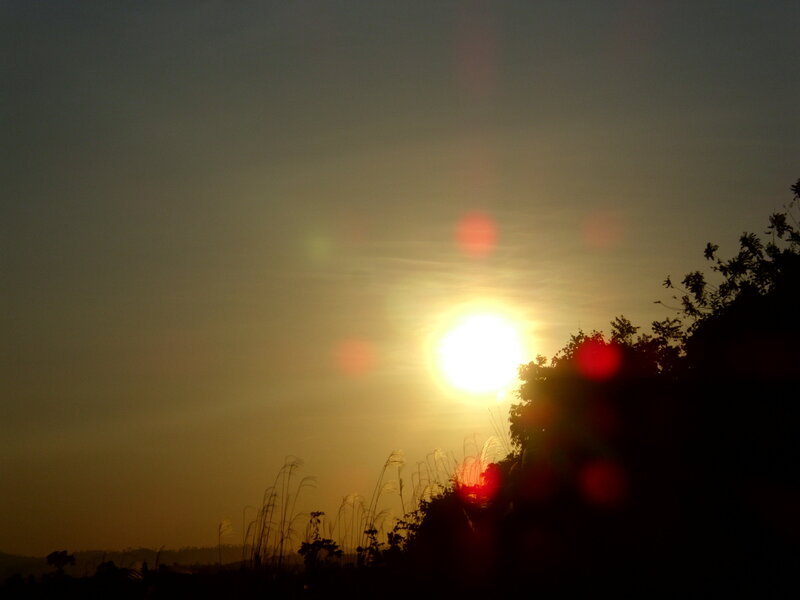 Sun Setting Behind Trees — Yellow, Serene, Sunset