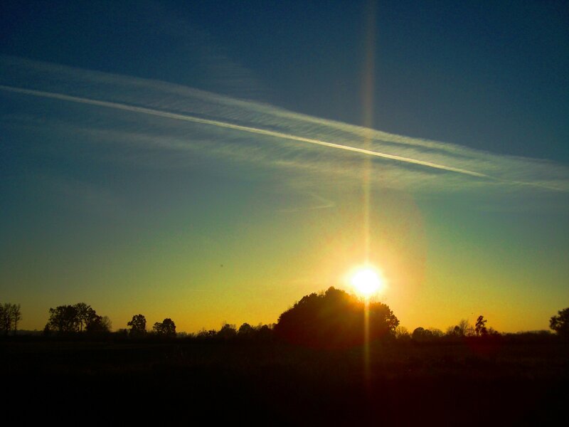 Sun Setting Behind Trees — Yellow, Serene