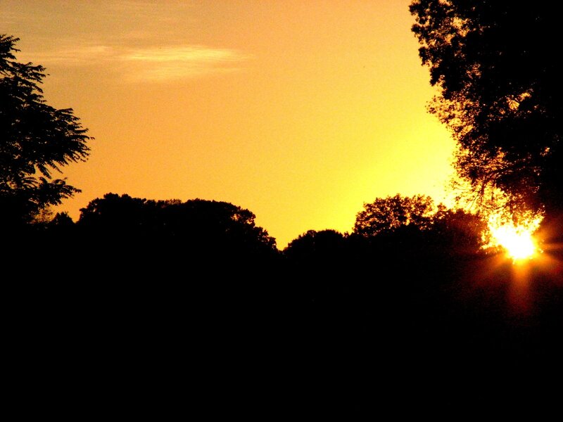 Sun Setting Behind Trees — Yellow