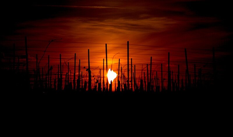 Sun Setting Behind Vines