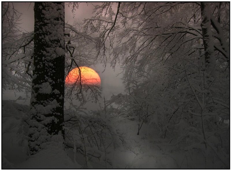 Sun Setting in Snowy Forest