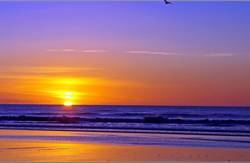 Sun Setting over Ocean — Orange, Serene, Sunset, Photograph, Bird