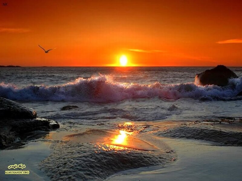 Sun Setting over Ocean — Orange, Serene, Sunset, Photograph, Seagull