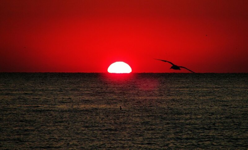 Sun Setting over Ocean — Red, Dramatic, Sunset, Photograph, Bird