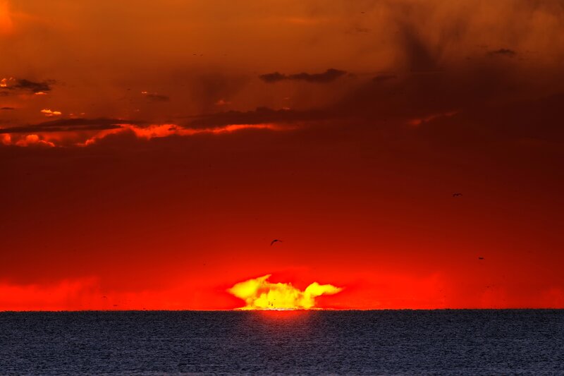 Sun Setting over Ocean — Red, Dramatic, Sunset, Photograph, Birds