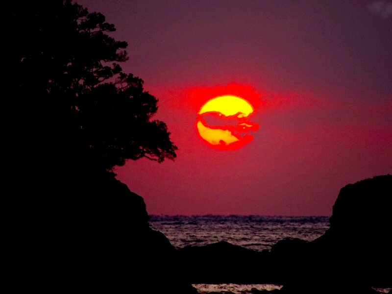 Sun Setting over Ocean — Red, Dramatic, Sunset, Photograph, Tree