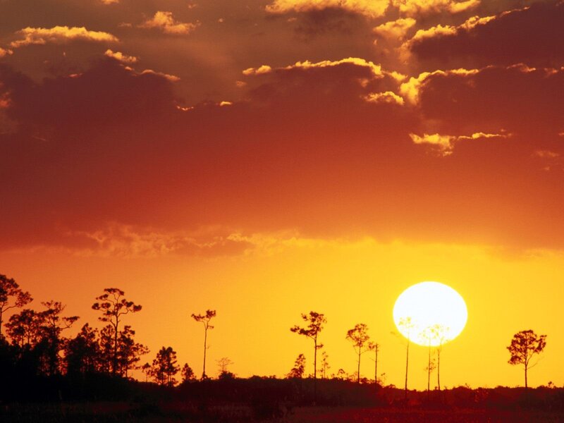 Sun Setting over Trees — Orange, Dramatic, Sunset, Photograph