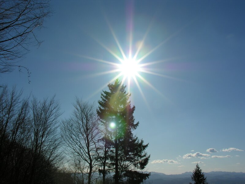 Sun shining over trees