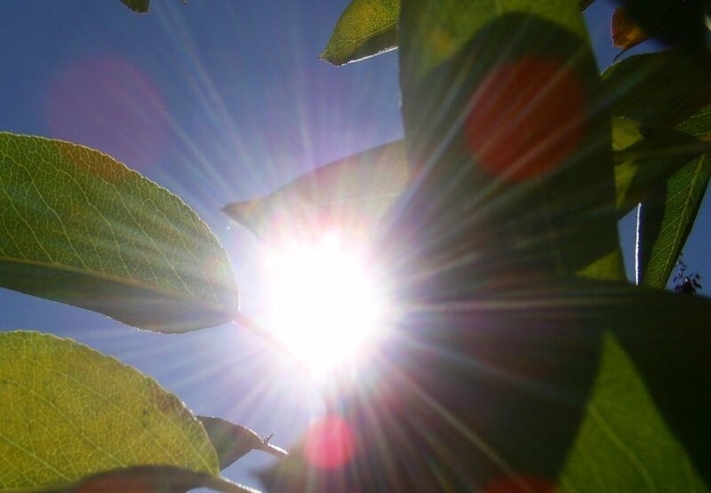 Sun Shining Through Leaves
