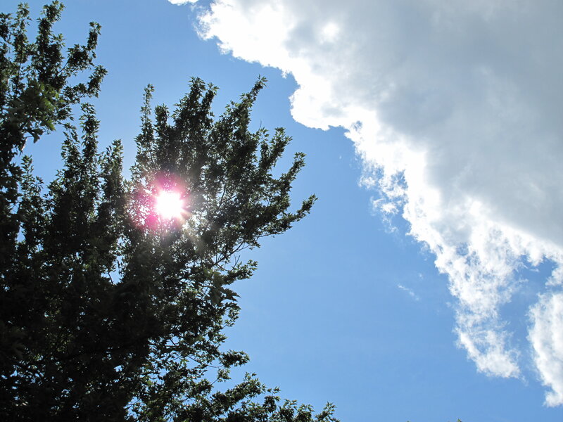 Sun shining through tree branches