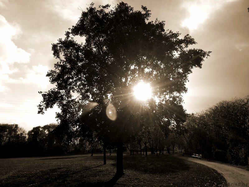 Sun Shining Through Tree — Brown