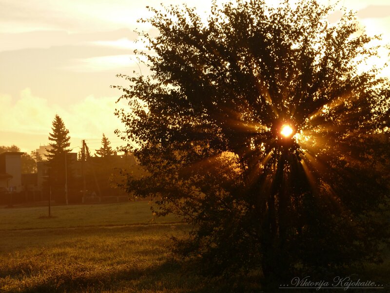 Sun Shining Through Tree — Gold