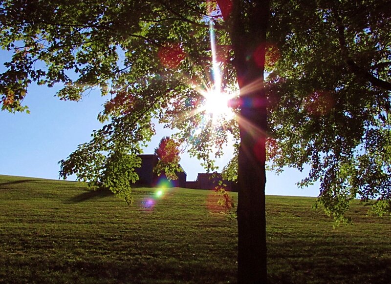 Sun Shining Through Tree — Green
