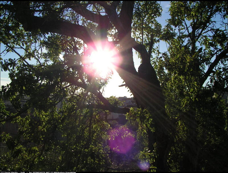 Sun Shining Through Tree
