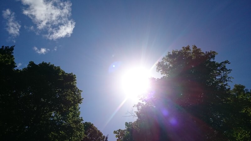 Sun Shining Through Trees