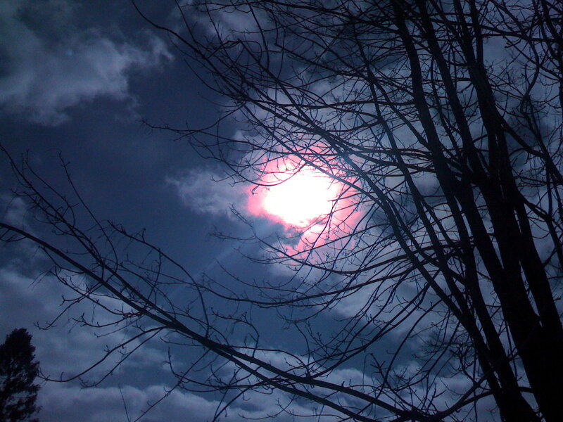Sun through bare branches
