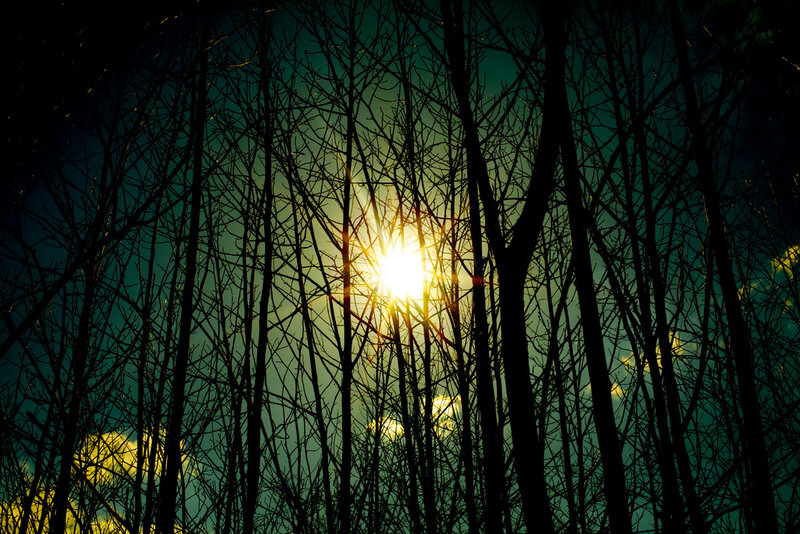 Sun Through Bare Trees — Black