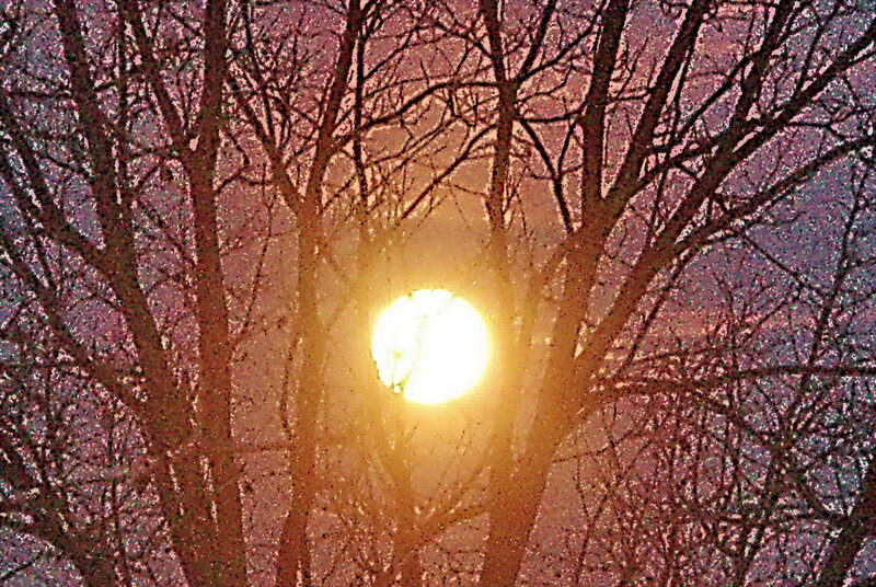 Sun Through Bare Trees