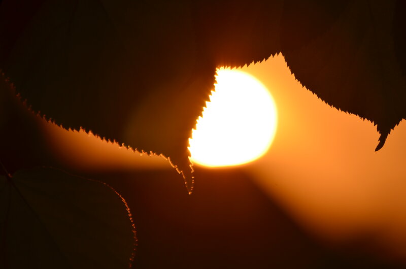 Sun Through Leaf Silhouette