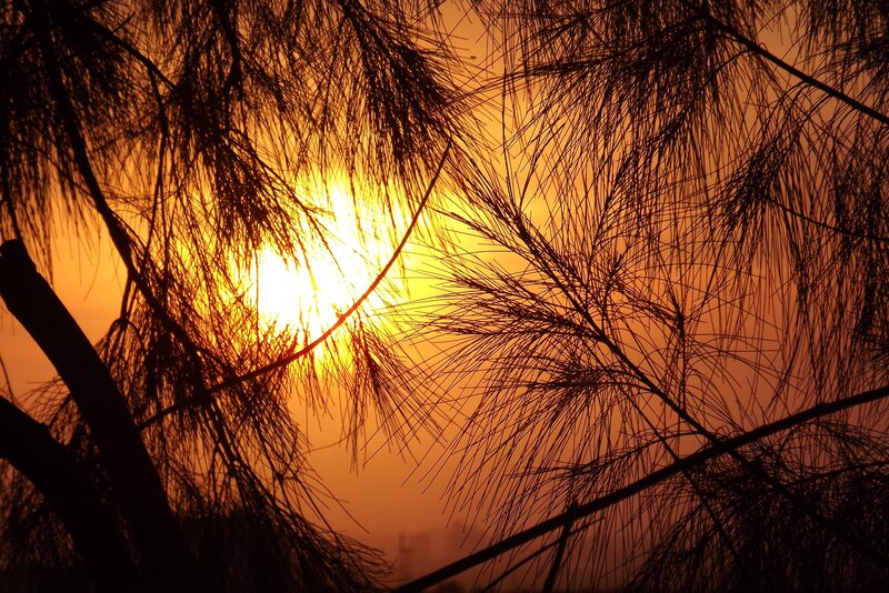 Sun Through Pine Branches