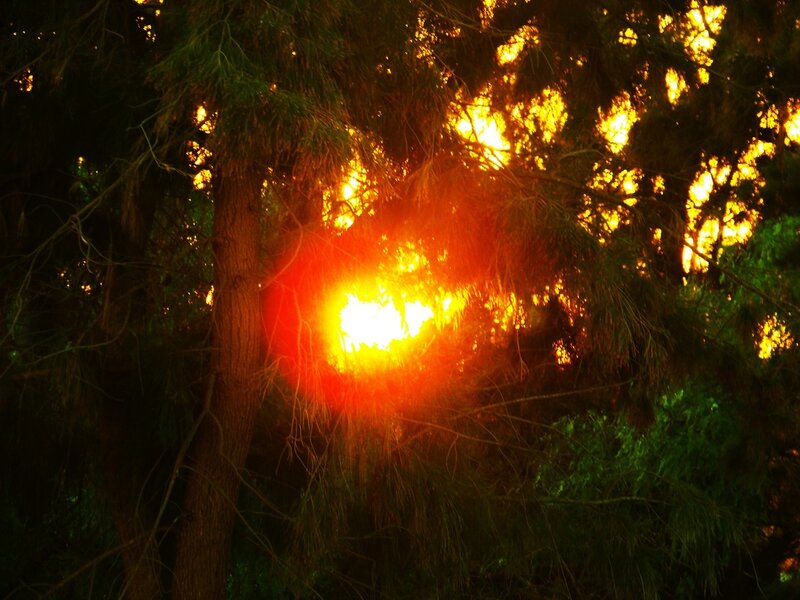 Sun Through Pine Trees