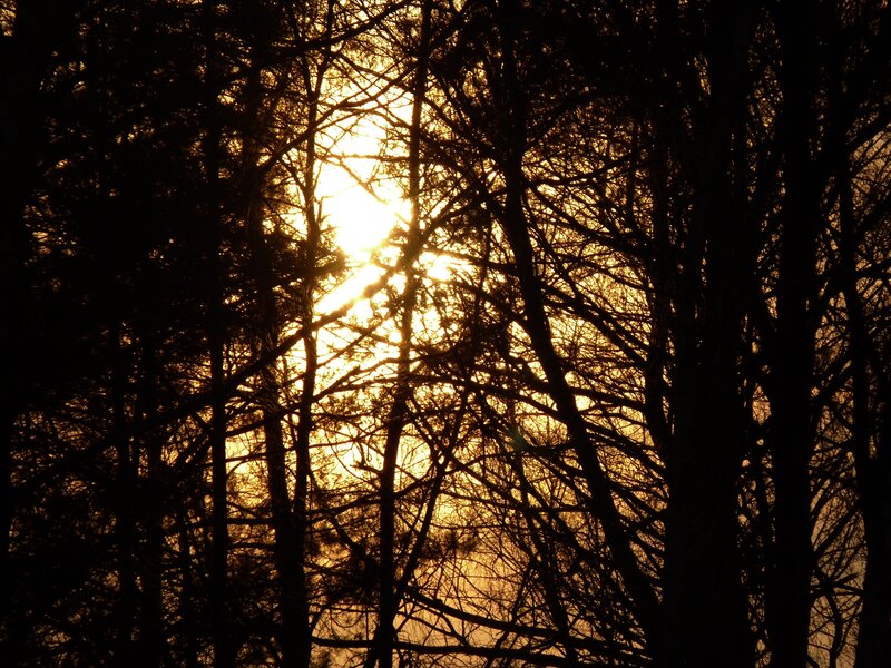 Sun Through Tree Branches — Black, Dramatic