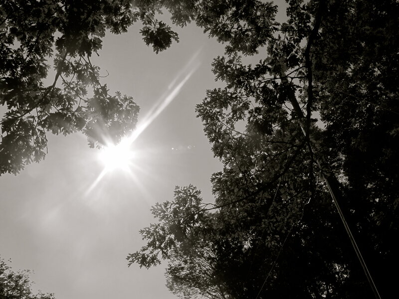 Sun Through Tree Branches — Black