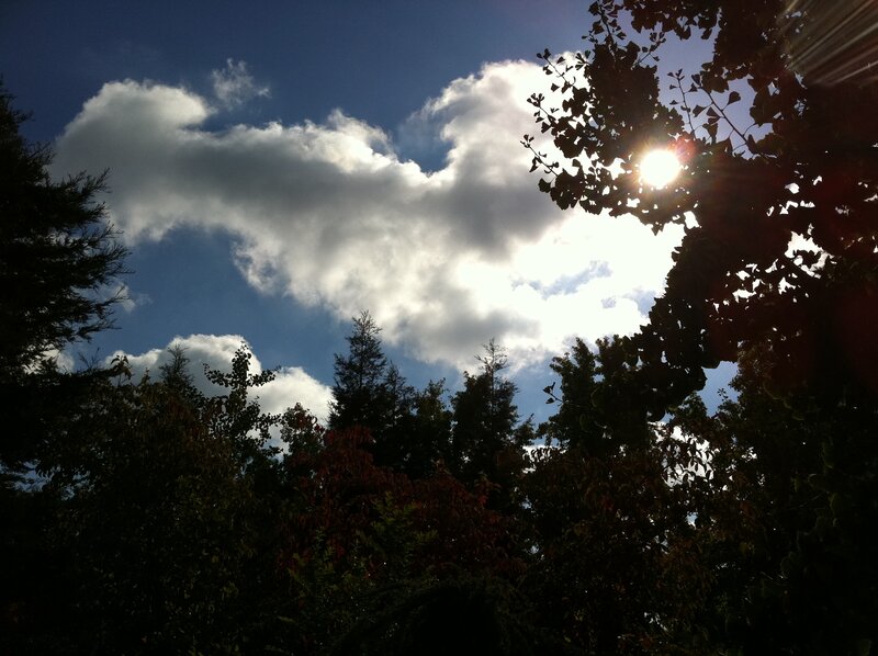 Sun Through Tree Branches — Blue