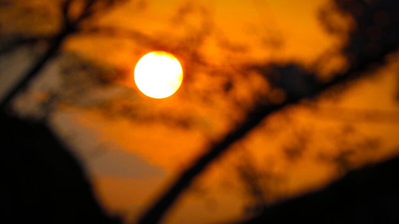Sun Through Tree Branches — Orange, Dramatic
