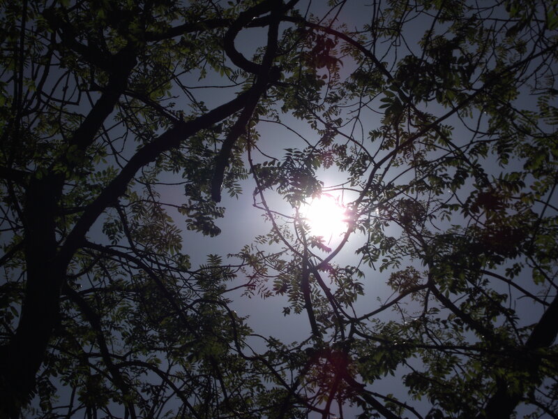 Sun Through Tree Branches