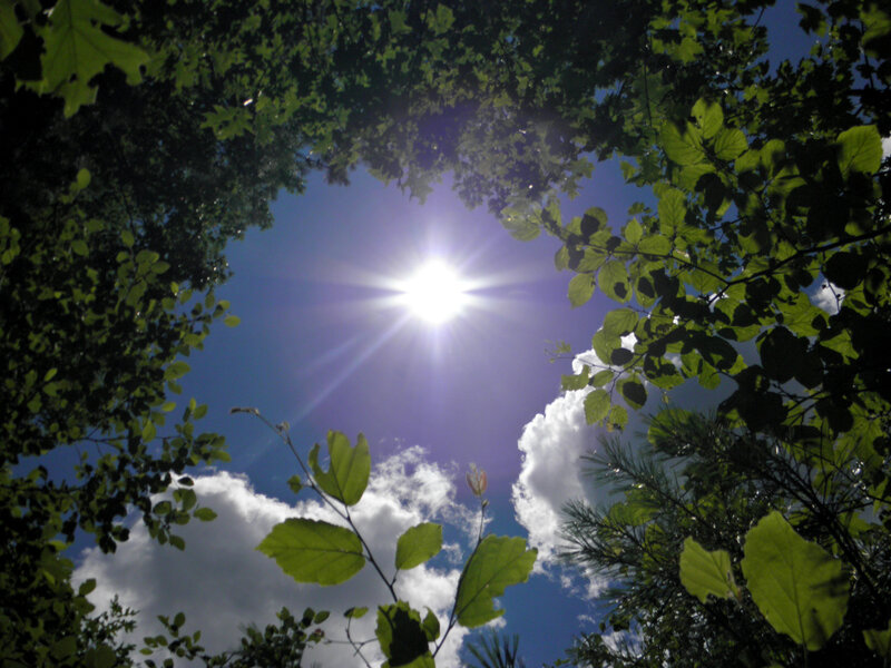 Sun Through Tree Canopy