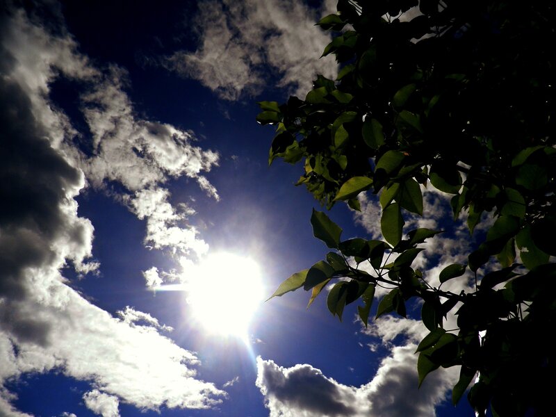 Sun Through Tree Leaves — Blue, Dramatic