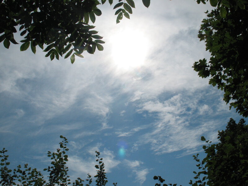 Sun Through Tree Leaves — Blue