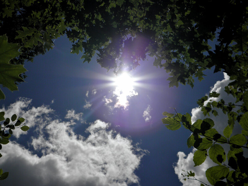 Sun Through Tree Leaves