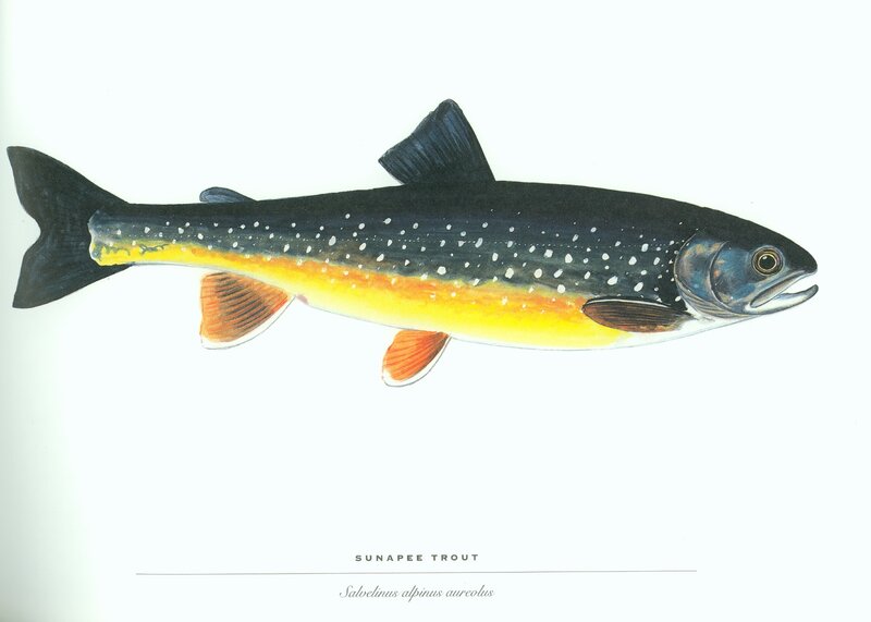 Sunapee Trout Illustration