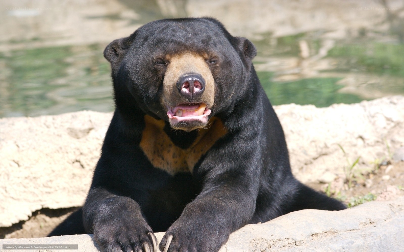 Sunbathing sun bear