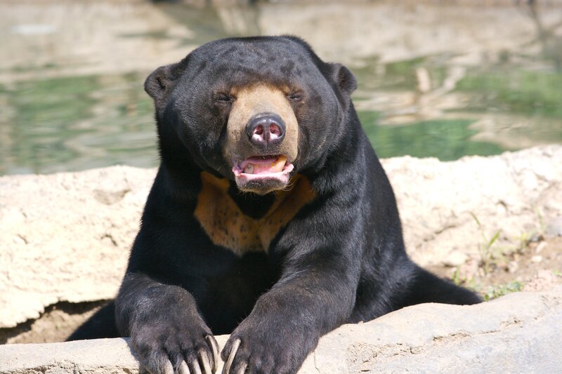 Sunbathing sun bear