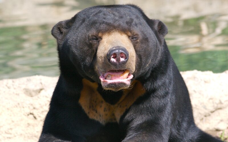 Sunbathing sun bear