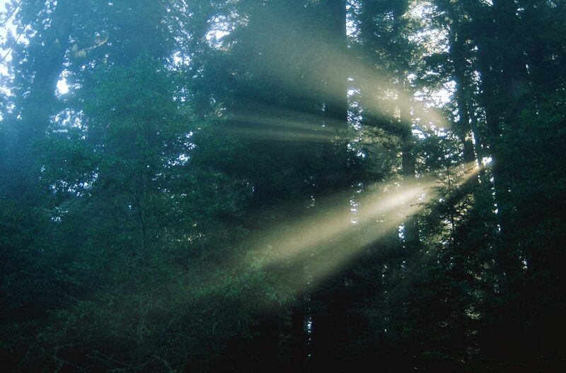 Sunbeams in Forest
