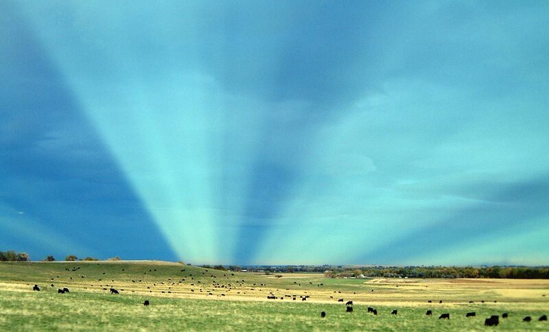 Sunbeams over a grazing field