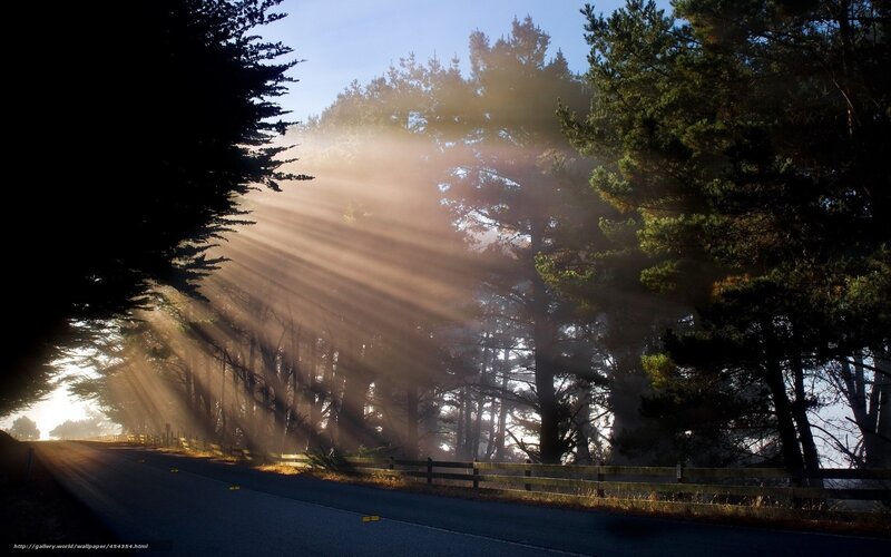 Sunbeams Through Forest — Blue