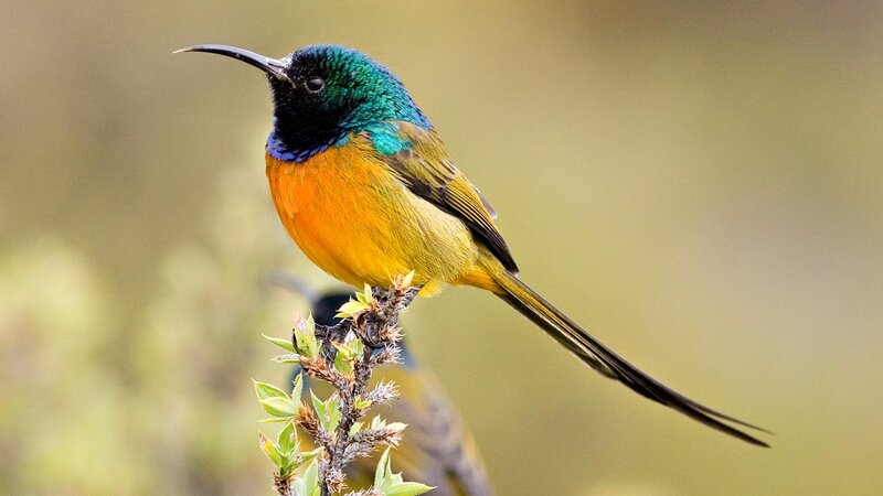 Sunbird on a Branch — Green