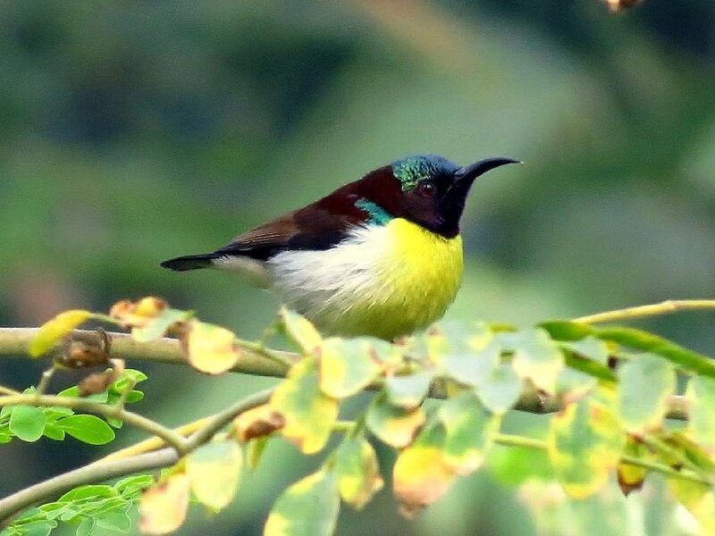 Sunbird on a Branch — Yellow