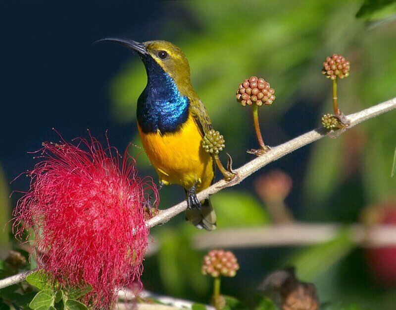 Sunbird on a flower