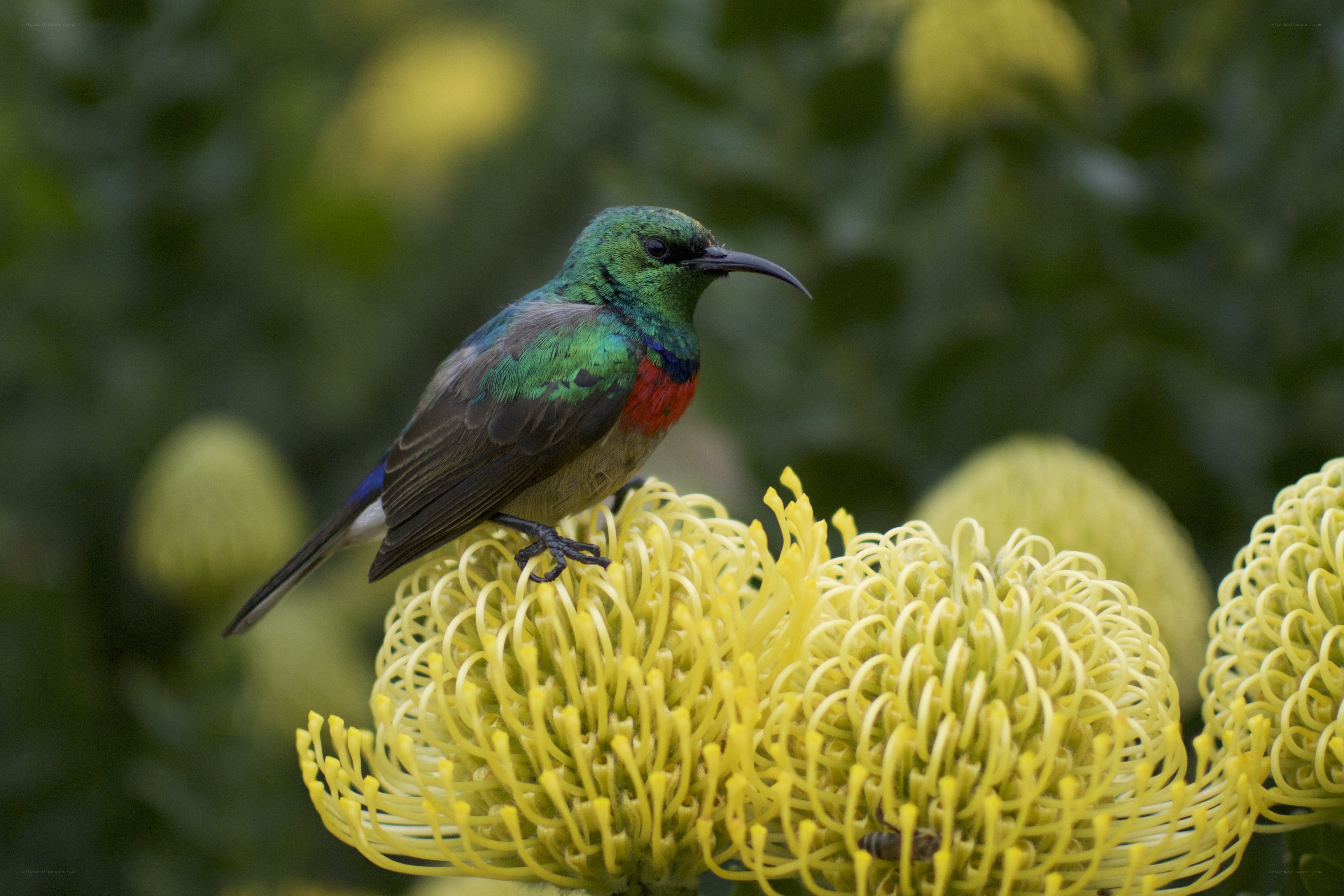 Sunbird on a yellow flower