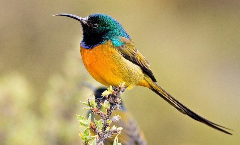 Sunbird on Branch — Green